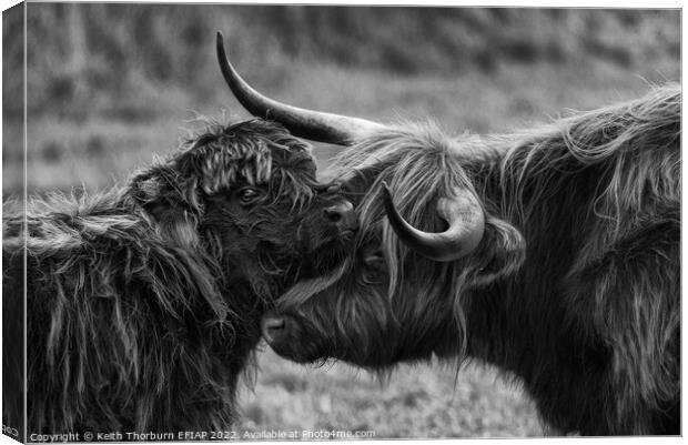 Mother Calf Moment BW Canvas Print by Keith Thorburn EFIAP/b