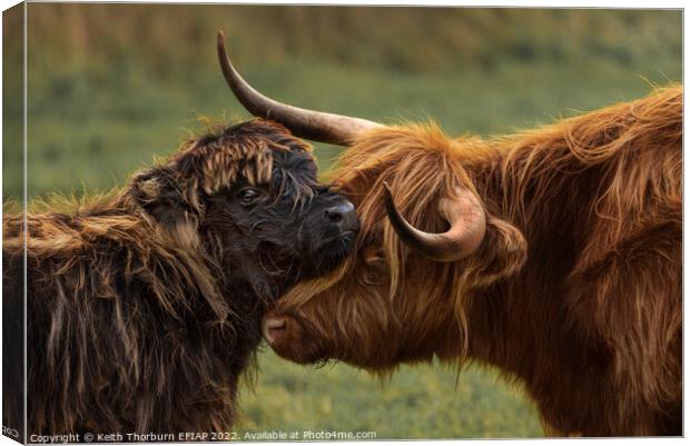 Mother Calf Moment Canvas Print by Keith Thorburn EFIAP/b