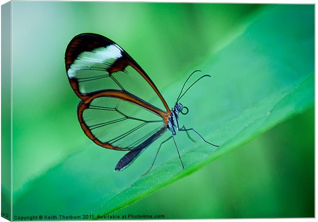 Glasswing Butterfly Canvas Print by Keith Thorburn EFIAP/b