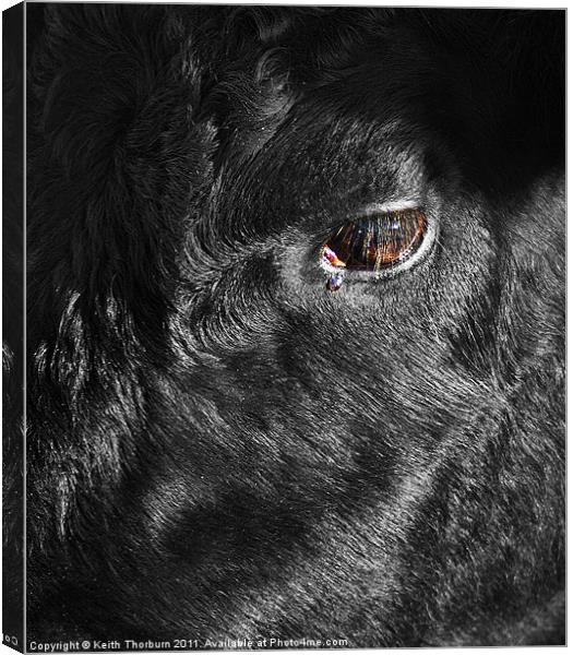 Head of a Black Bull Canvas Print by Keith Thorburn EFIAP/b