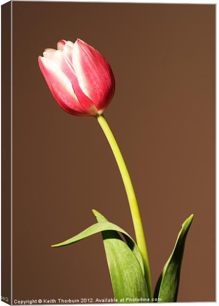 Tulip Canvas Print by Keith Thorburn EFIAP/b
