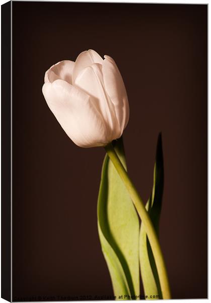 Tulip Canvas Print by Keith Thorburn EFIAP/b