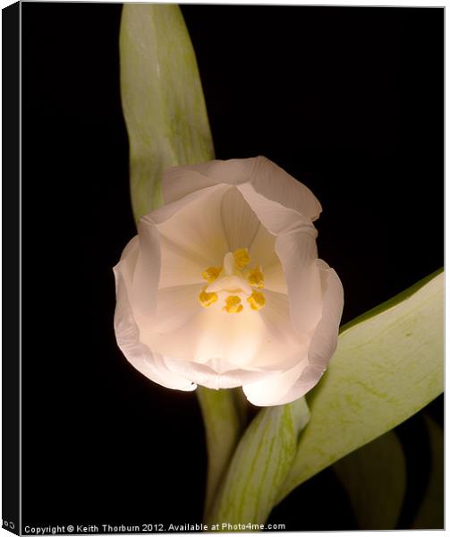 White Tulip Canvas Print by Keith Thorburn EFIAP/b