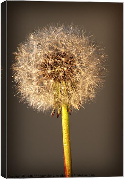 Dandelion Canvas Print by Keith Thorburn EFIAP/b