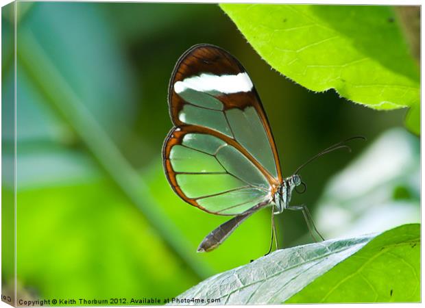 Glasswing Butterfly Canvas Print by Keith Thorburn EFIAP/b