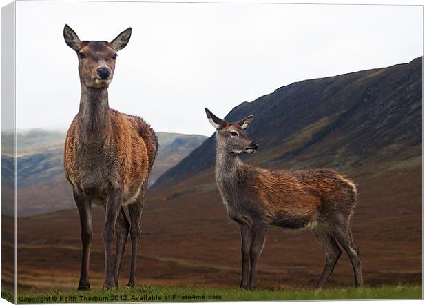 Deer in the Highlands Canvas Print by Keith Thorburn EFIAP/b