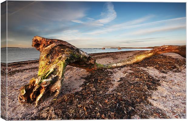 Beached Tree Canvas Print by Keith Thorburn EFIAP/b