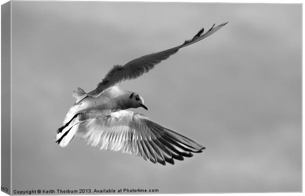 Seagull in Flight Canvas Print by Keith Thorburn EFIAP/b