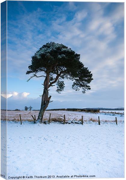 Winter Tree Canvas Print by Keith Thorburn EFIAP/b
