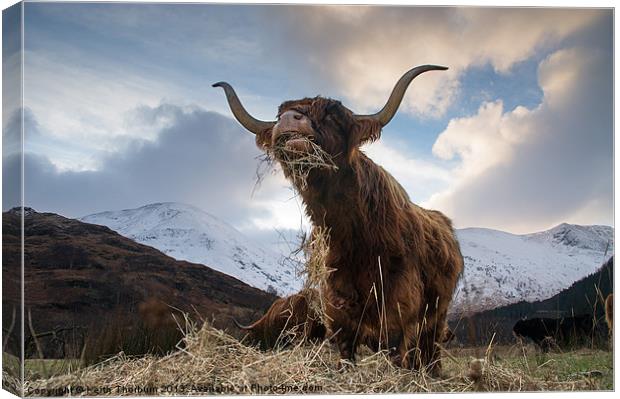 Highland Cow Canvas Print by Keith Thorburn EFIAP/b
