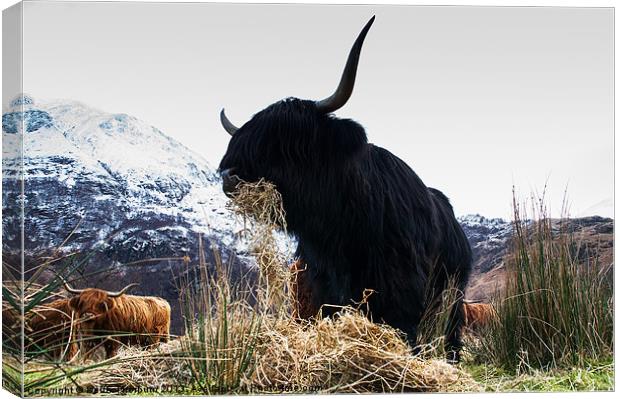 Highland Bull Canvas Print by Keith Thorburn EFIAP/b