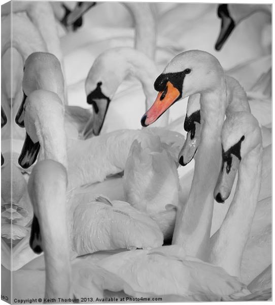 Swan Gathering. Canvas Print by Keith Thorburn EFIAP/b
