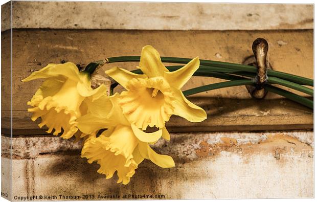 Hanging Daffodils Canvas Print by Keith Thorburn EFIAP/b