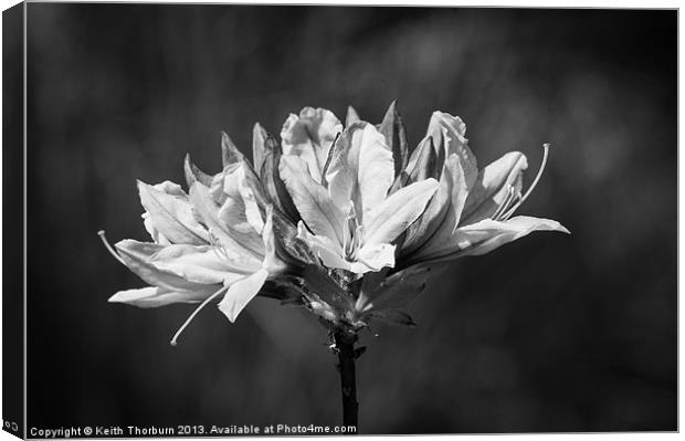 Chrysanthemum Canvas Print by Keith Thorburn EFIAP/b