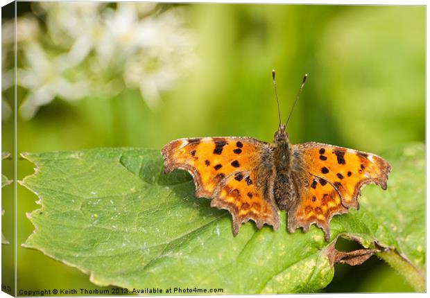 Comma Butterfly Canvas Print by Keith Thorburn EFIAP/b