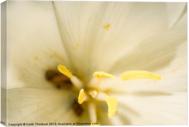 white Flower Close Up Canvas Print by Keith Thorburn EFIAP/b