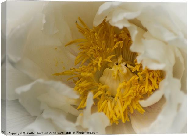 White Flower Close Up Canvas Print by Keith Thorburn EFIAP/b