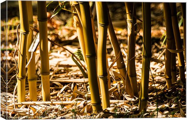 Bamboo Cane Canvas Print by Keith Thorburn EFIAP/b