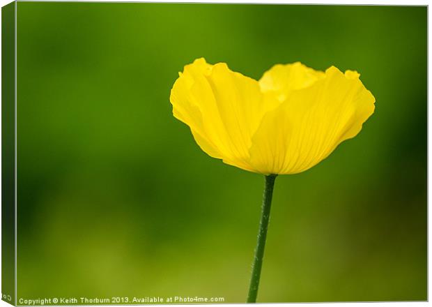 Buttercup Canvas Print by Keith Thorburn EFIAP/b
