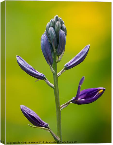 Purple Flower Canvas Print by Keith Thorburn EFIAP/b