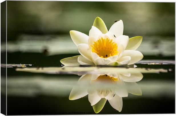 Water Lily Canvas Print by Keith Thorburn EFIAP/b