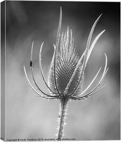 black and white Teasel flower Canvas Print by Keith Thorburn EFIAP/b