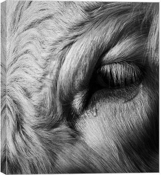 Crying Cow Canvas Print by Keith Thorburn EFIAP/b