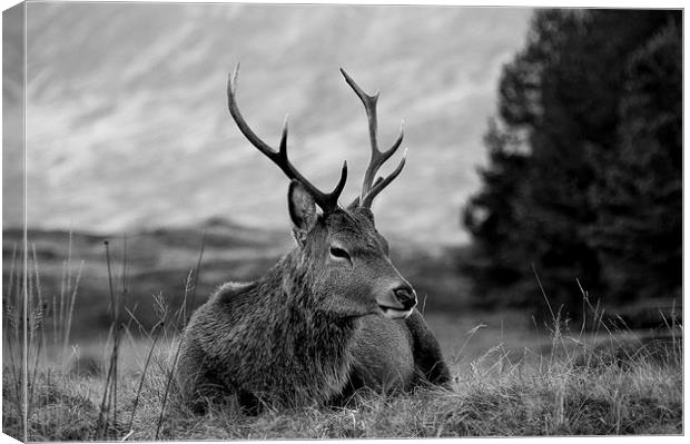 Highland Deer Sitting Canvas Print by Keith Thorburn EFIAP/b