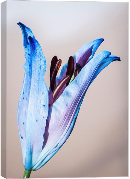 Lilly Bud Canvas Print by Keith Thorburn EFIAP/b