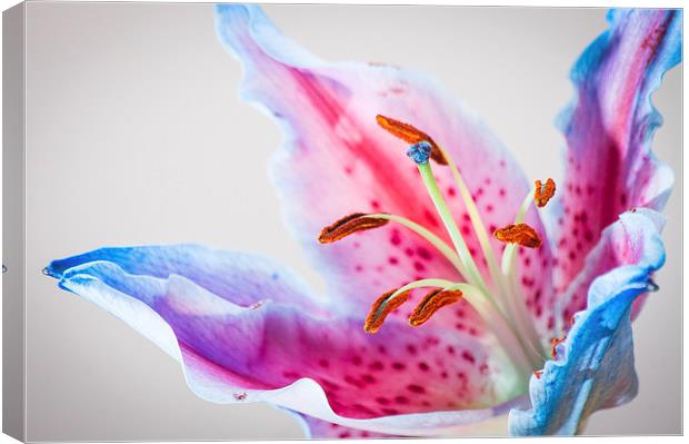 Lilly In full colour Canvas Print by Keith Thorburn EFIAP/b