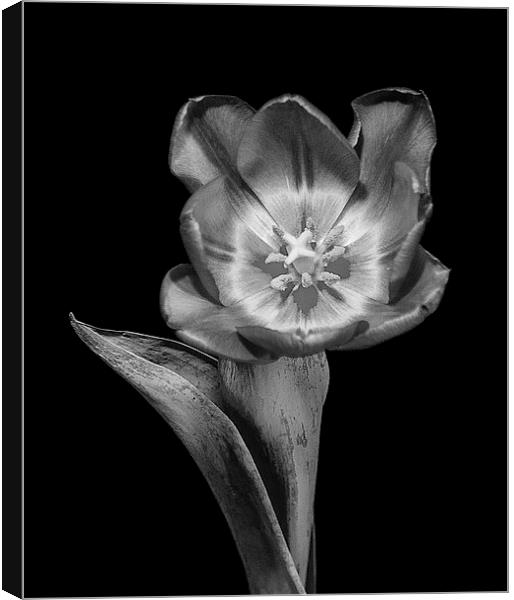 Tulip Flower Canvas Print by Keith Thorburn EFIAP/b