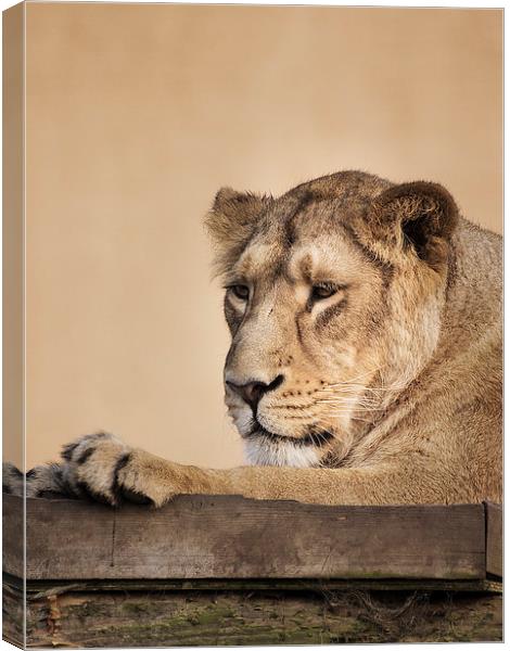 Lion Canvas Print by Keith Thorburn EFIAP/b
