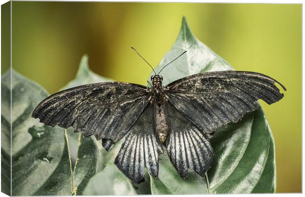 Swallowtail Butterfly Canvas Print by Keith Thorburn EFIAP/b