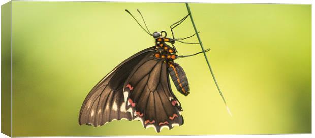 Common Mormon Swallowtail Canvas Print by Keith Thorburn EFIAP/b