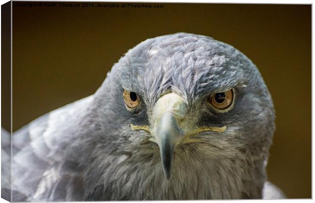 Grey Buzzard Eagle Canvas Print by Keith Thorburn EFIAP/b