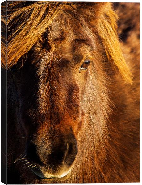 Shetland Pony Canvas Print by Keith Thorburn EFIAP/b