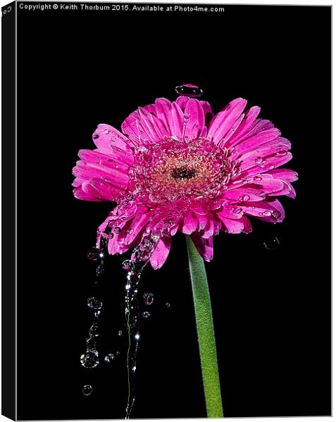 Flowers being watered Canvas Print by Keith Thorburn EFIAP/b