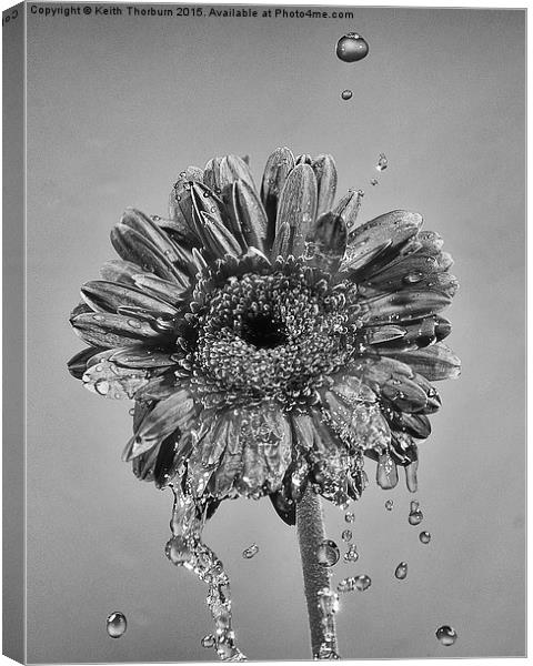 Wet Flowers Canvas Print by Keith Thorburn EFIAP/b
