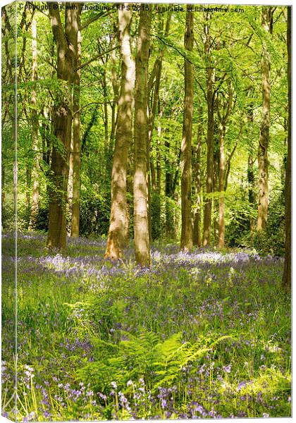 Blubell Woods Canvas Print by Keith Thorburn EFIAP/b