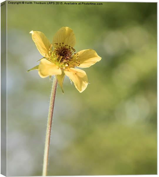 Macro Flowers Canvas Print by Keith Thorburn EFIAP/b