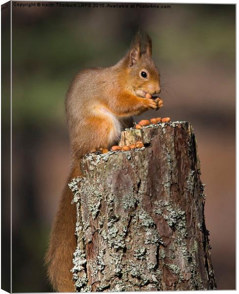 Red Squirrel Canvas Print by Keith Thorburn EFIAP/b