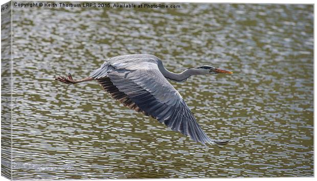 Grey Heron Canvas Print by Keith Thorburn EFIAP/b