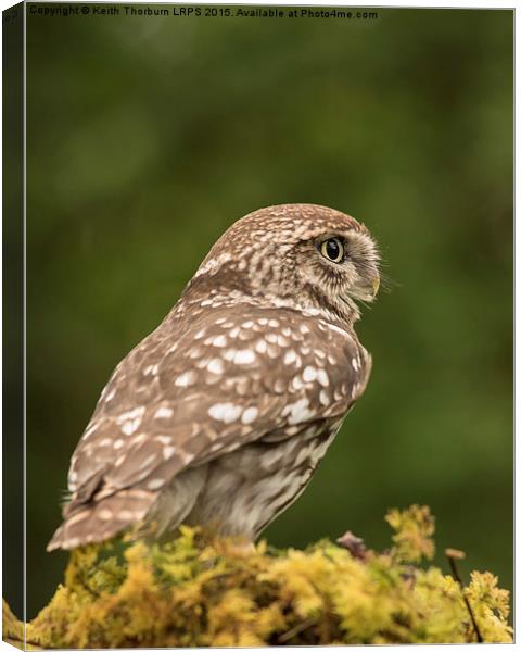 Little Owl Canvas Print by Keith Thorburn EFIAP/b