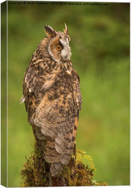 Long Eared Owl Canvas Print by Keith Thorburn EFIAP/b