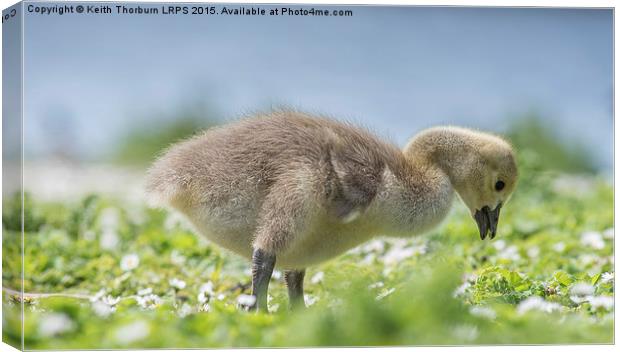  Goose Chick Canvas Print by Keith Thorburn EFIAP/b