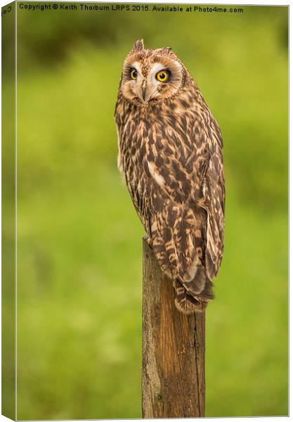 Short Eared Owl Canvas Print by Keith Thorburn EFIAP/b