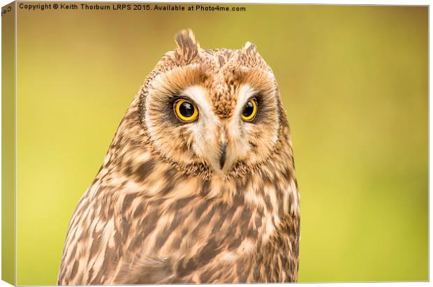 Short Eared Owl Canvas Print by Keith Thorburn EFIAP/b
