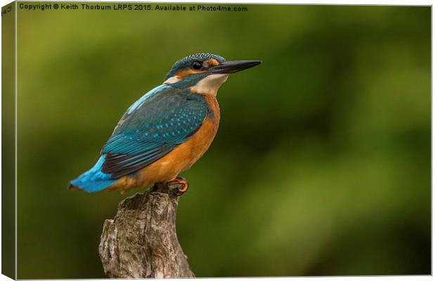 Kingfisher (Alcedo atthis) Canvas Print by Keith Thorburn EFIAP/b