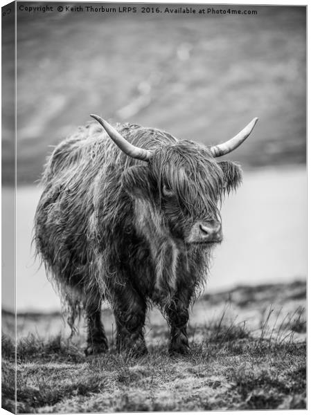 Highland Catle Canvas Print by Keith Thorburn EFIAP/b