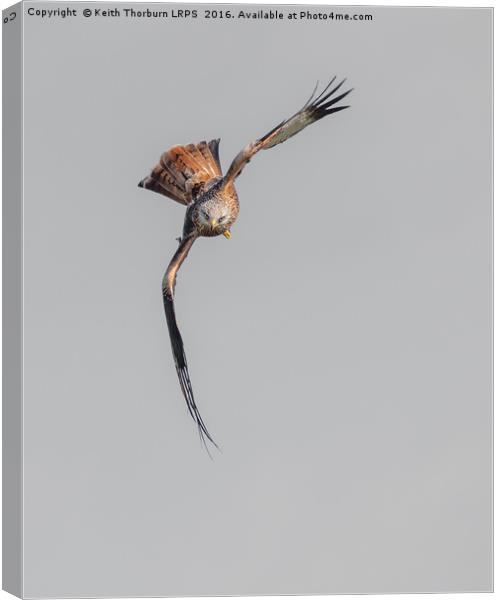 Red Kite Canvas Print by Keith Thorburn EFIAP/b